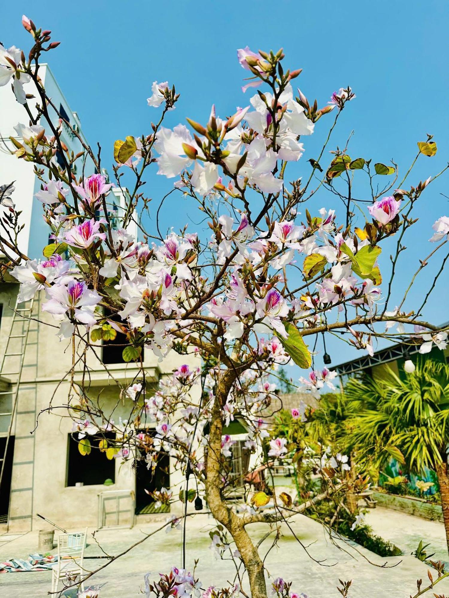 Minh Chau Beach Resort Quang Ninh  Exteriér fotografie